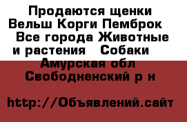 Продаются щенки Вельш Корги Пемброк  - Все города Животные и растения » Собаки   . Амурская обл.,Свободненский р-н